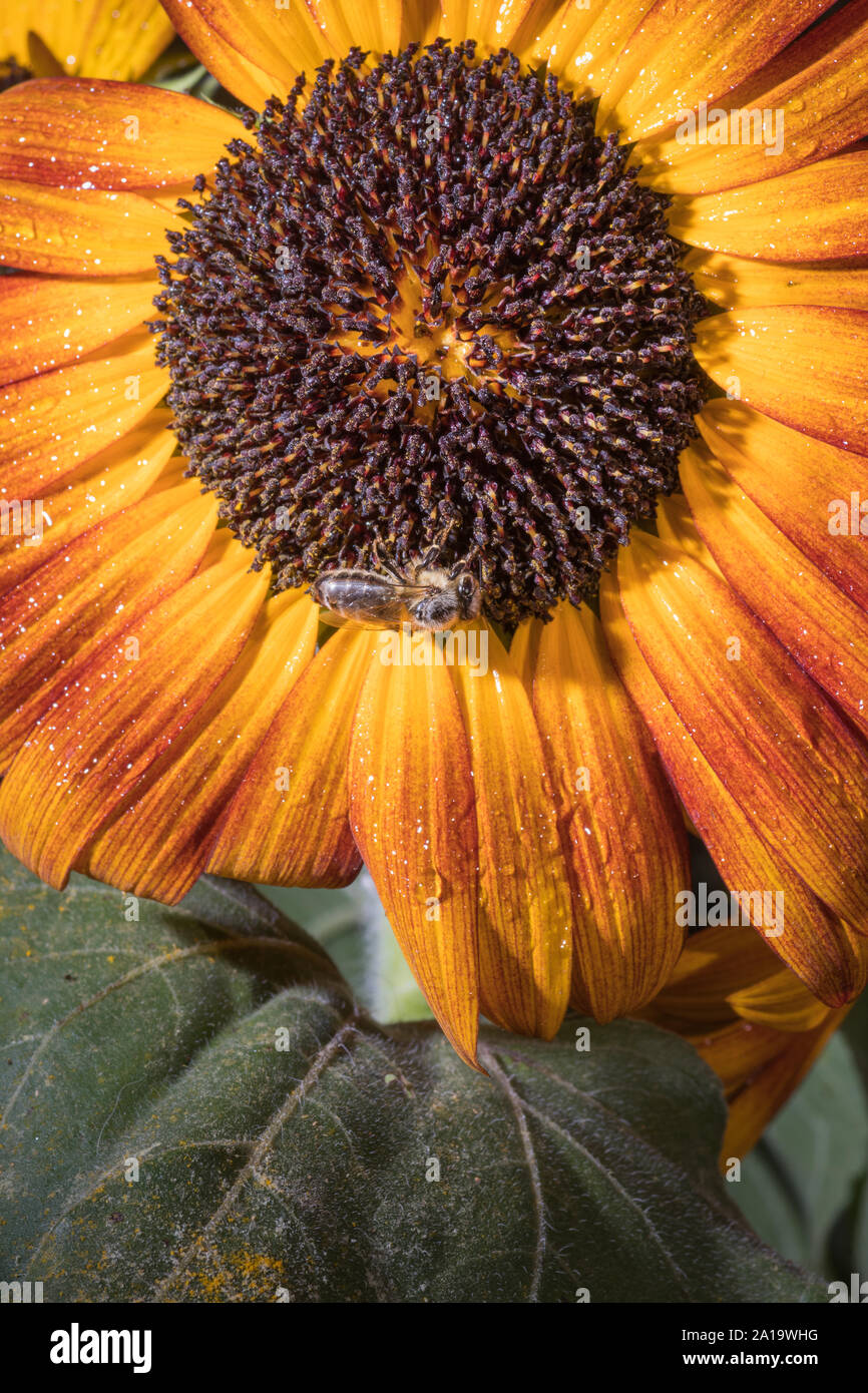 Sunflower honey bee pollen hi-res stock photography and images - Alamy