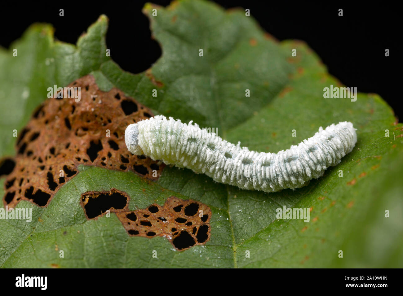An example of the Alder sawfly larva, Eriocampa ovata, on an alder tree leaf. North Dorset England UK GB Stock Photo