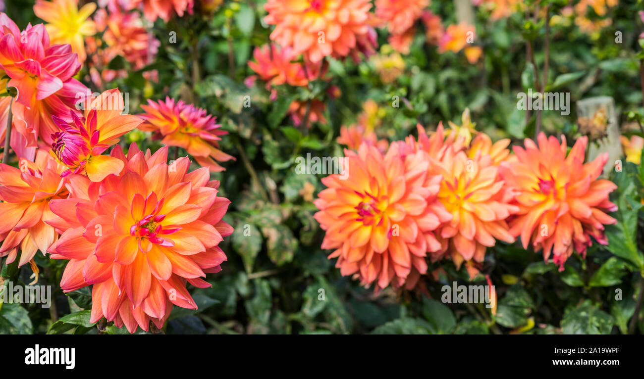 Dahlias purple hires stock photography and images Alamy