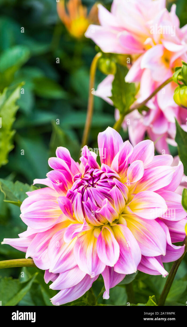 Dahlias Purple High Resolution Stock Photography and Images - Alamy