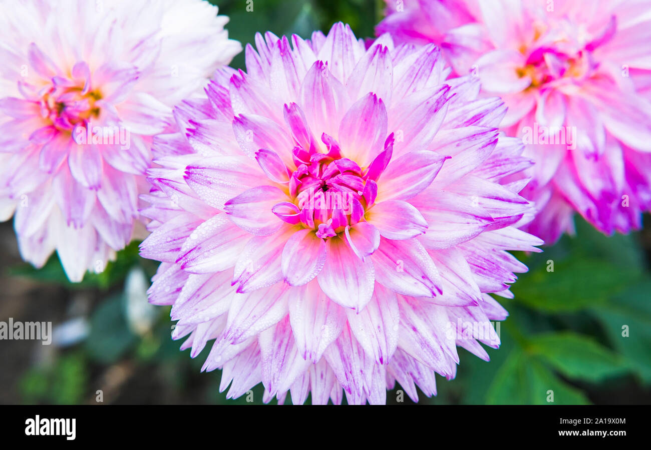 Dahlias Purple High Resolution Stock Photography and Images - Alamy