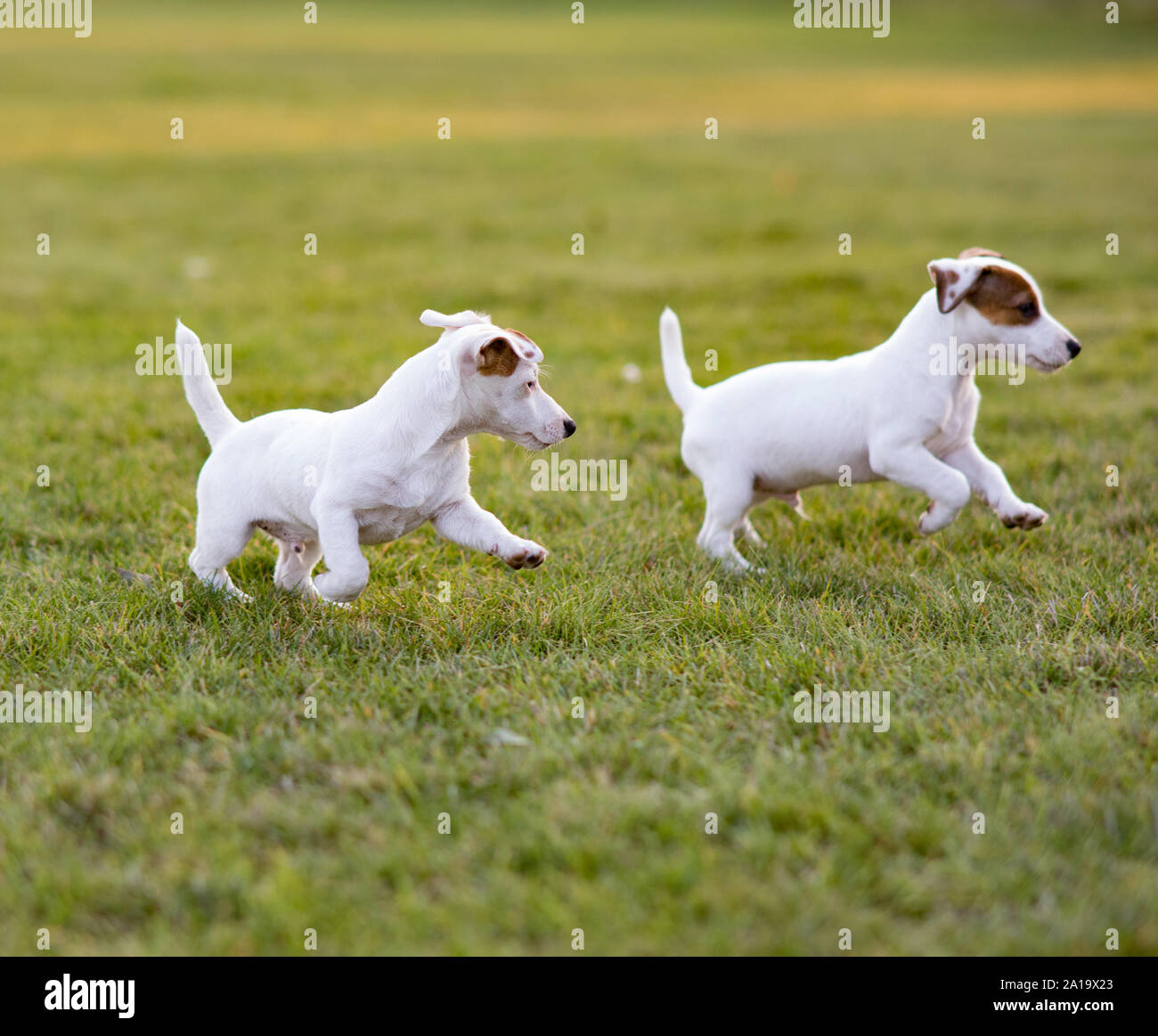 Black And Tan Miniature Jack Russells For Sale Black And Tan Miniature Jack Russells For Sale
