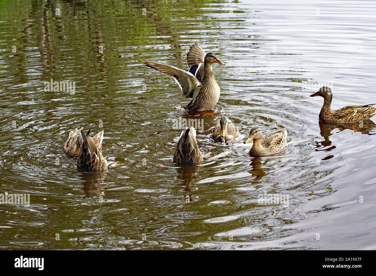 Group of Mallard Ducks (Anas Platyrhynchos) Swimming on Loch Garten, Nethy Bridge, Cairngorms National Park, Scotland Stock Photo