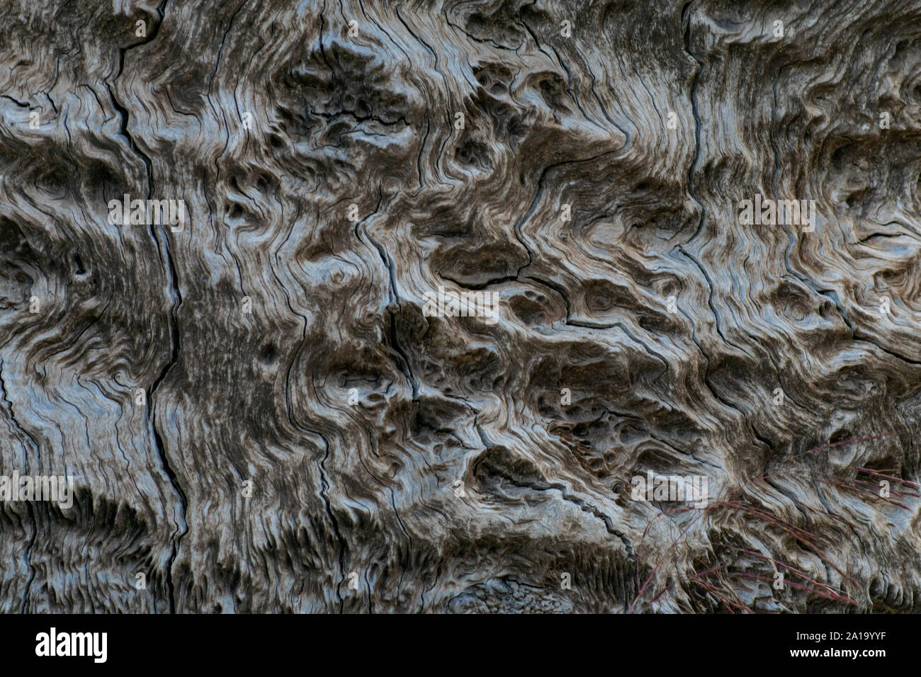 The weathering of this dead eucalyptus tree trunk, with it's tight wood grain, has given it an unusually silvery sheen Stock Photo