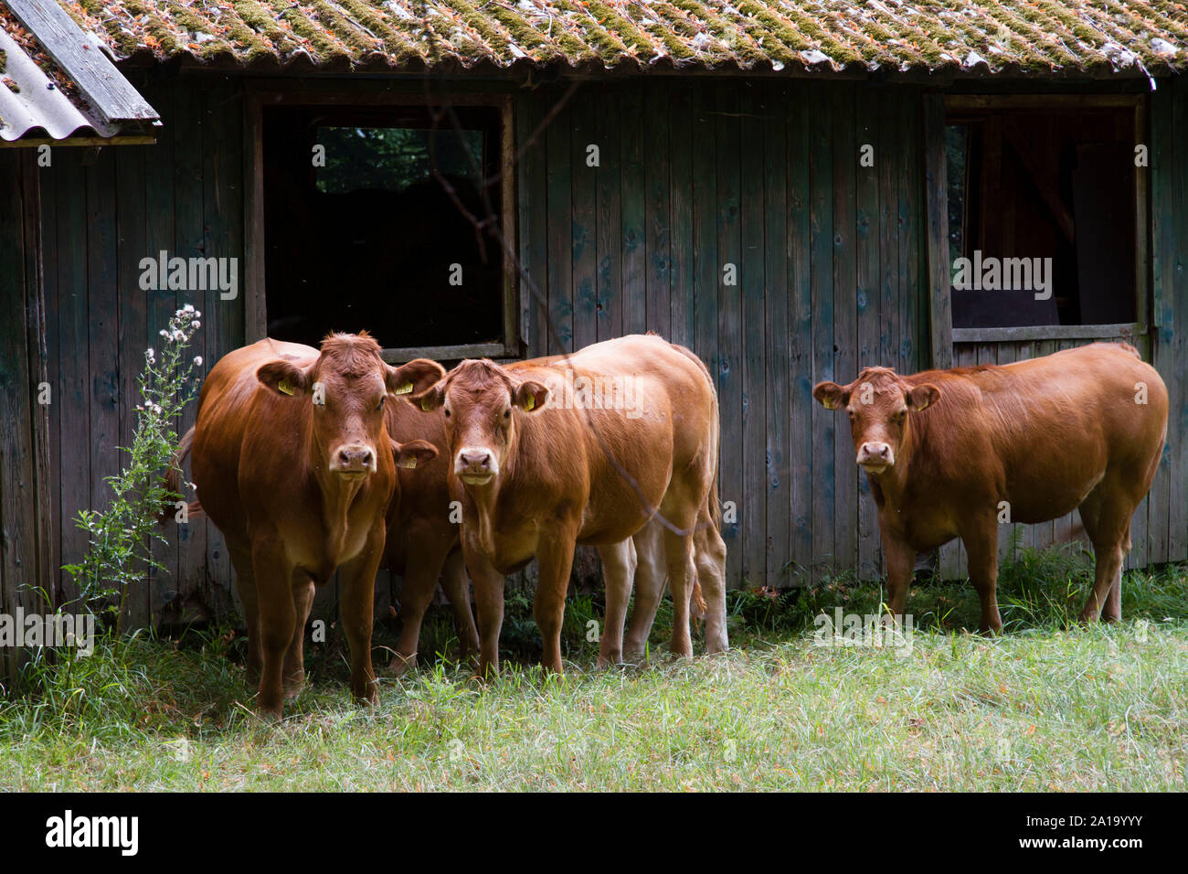 cows in front of an old barn near manor Schede, Herdecke, North Rhine-Westphalia, Germany.  Kuehe vor einem alten Schuppen auf einer Wiese nahe Gut Sc Stock Photo