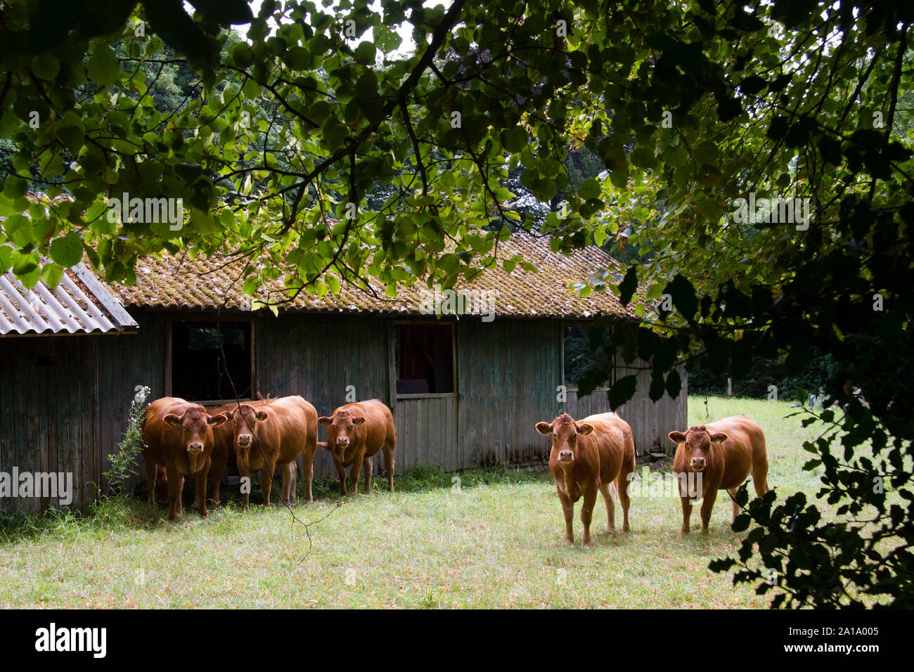 cows in front of an old barn near manor Schede, Herdecke, North Rhine-Westphalia, Germany.  Kuehe vor einem alten Schuppen auf einer Wiese nahe Gut Sc Stock Photo