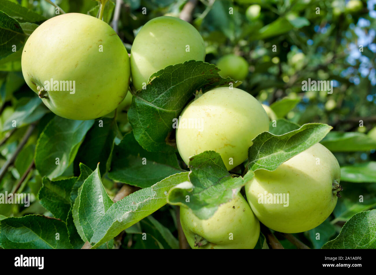Group six apples hi-res stock photography and images - Alamy