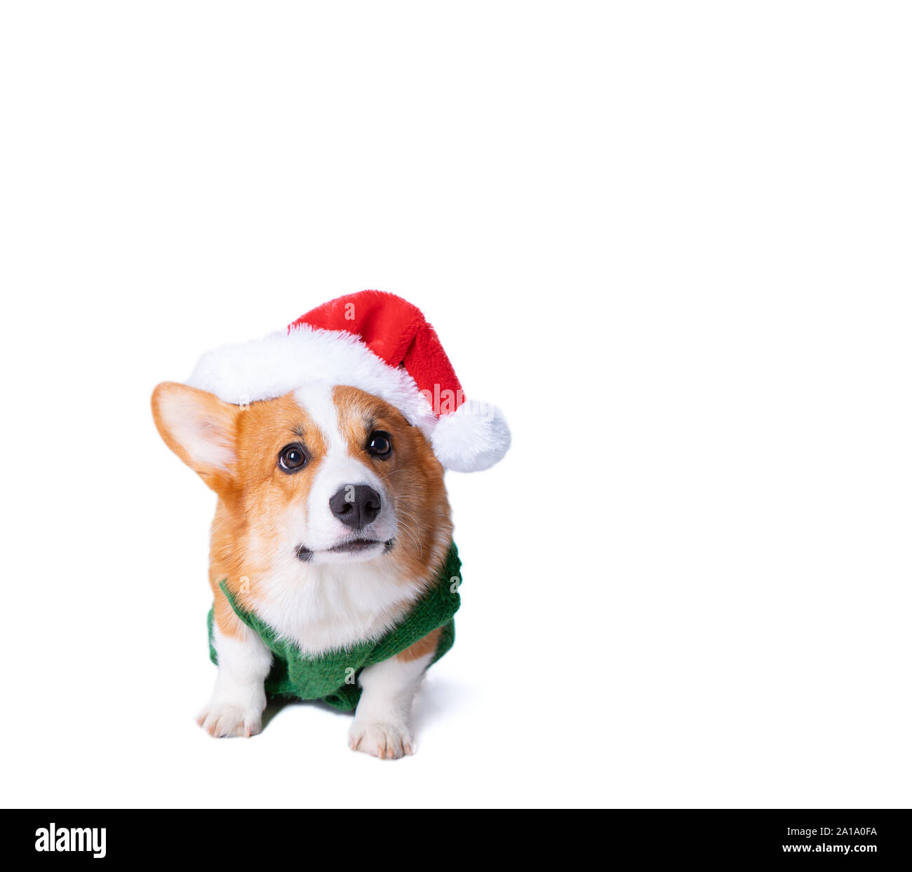Portrait of the little funny puppy corgi in red santa claus cap, standing in studio isolated on white background Stock Photo