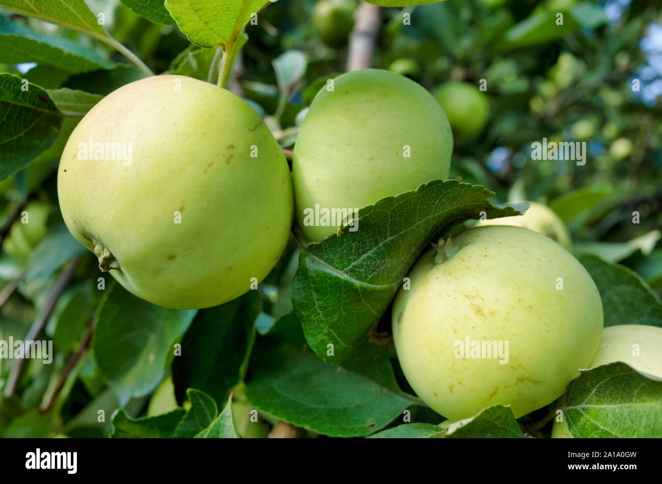 Apples on the branches. Apple tree in the summer season Stock Photo - Alamy