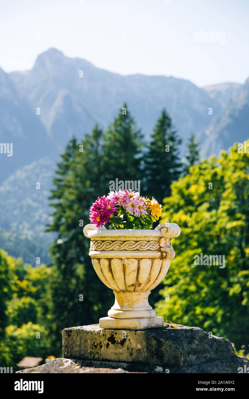 Beautiful flowers in pot with amazing beautiful morning mountains ...