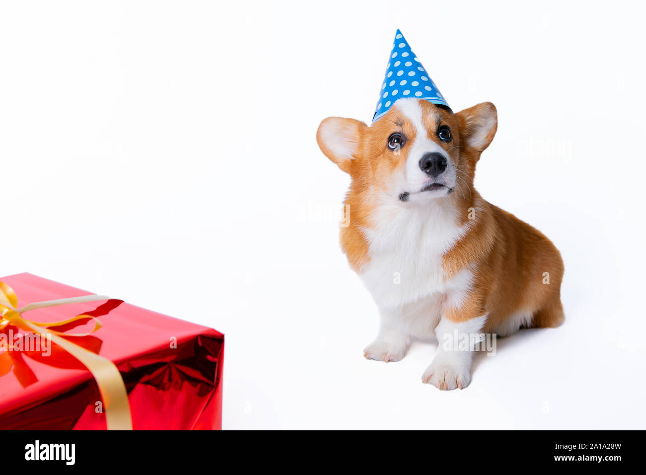 corgi party hat
