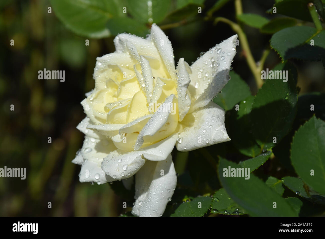 White Rose Blossom with Water Drops on the Petals - Beautiful Garden ...