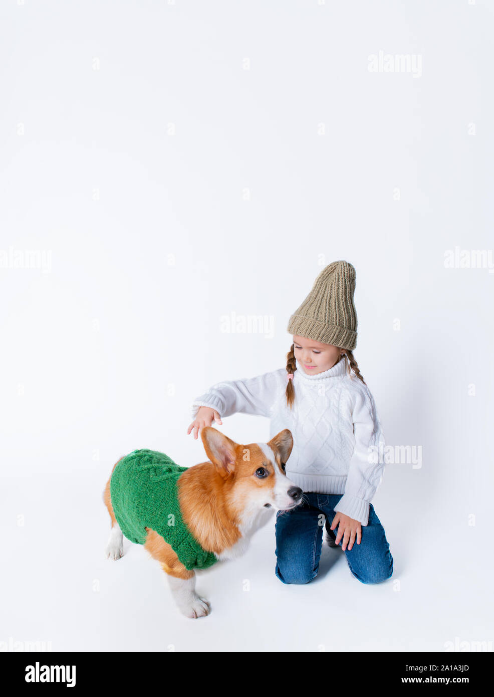 Portrait of young little girl with her pet puppy of corgi. Concept christmas, new year and birthday. Isolated on white Stock Photo