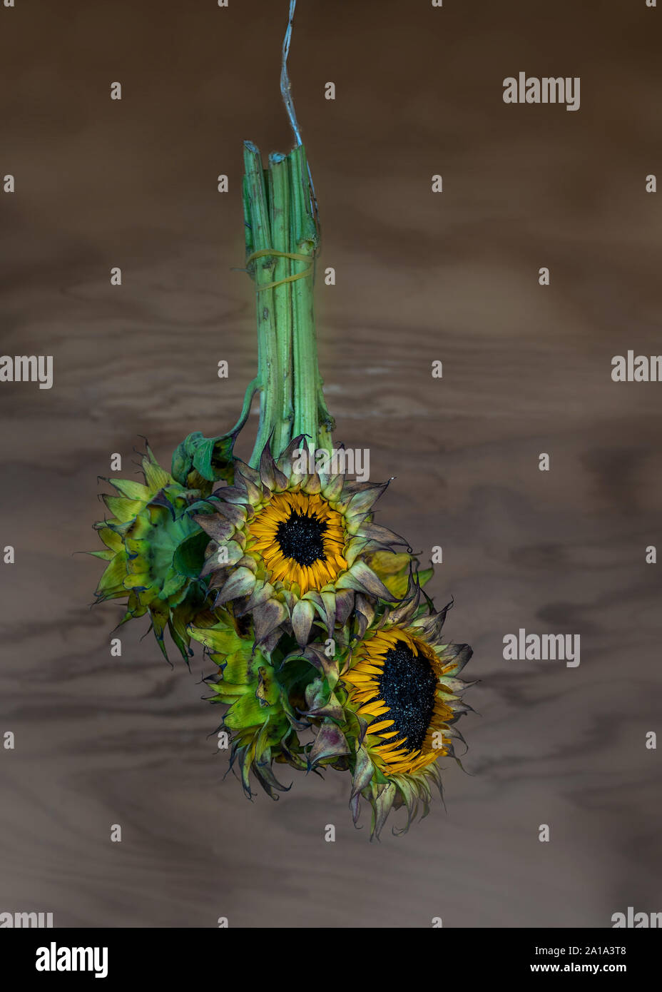 Flowers Hanging Upside Down High Resolution Stock Photography And Images Alamy
