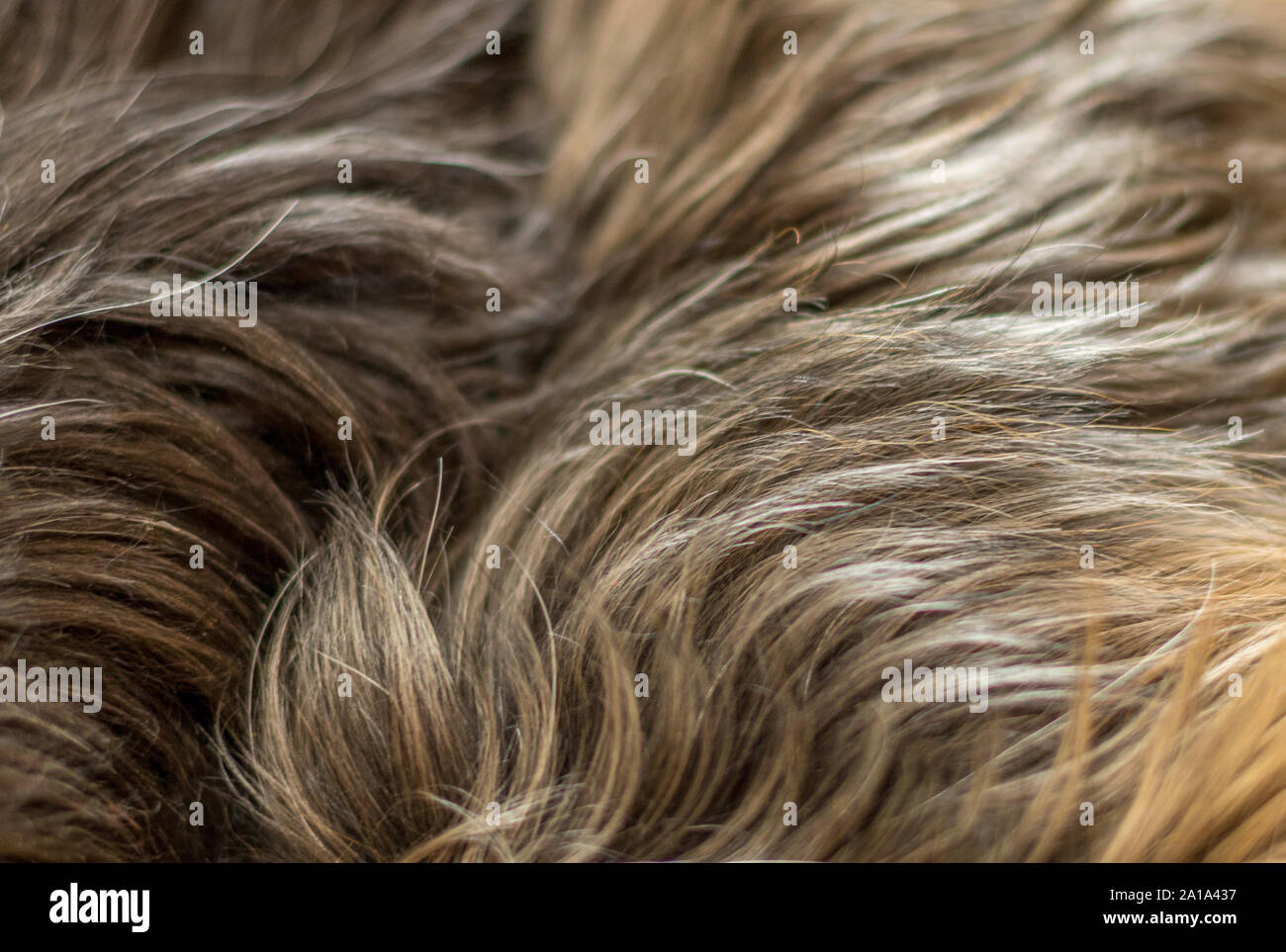Close Up View Of The Felted Of Shiny Healthy Dog Dark Brown Hair