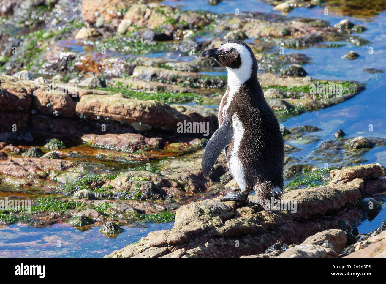 Endangered African or Jackass Penguin (Spheniscus demersus) exiting water on rocks, Stony Point Nature Reserve, Betty's Bay, Western Cape South Africa Stock Photo