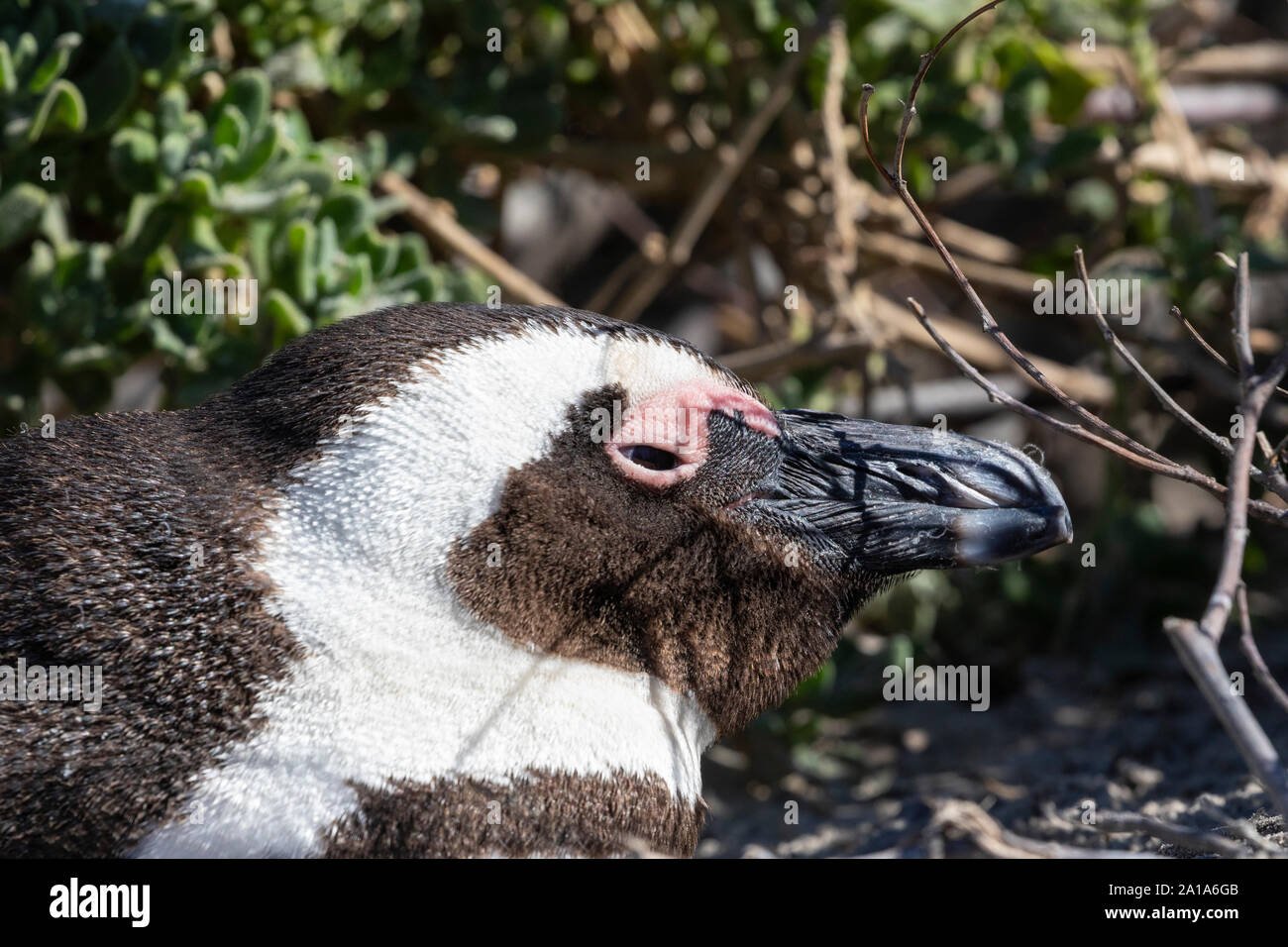 Endangered African Penguins (Spheniscus demersus), Boulders Beach, Table mountain Nature Reserve, Simonstown, South Africa. Close up head portrait Stock Photo