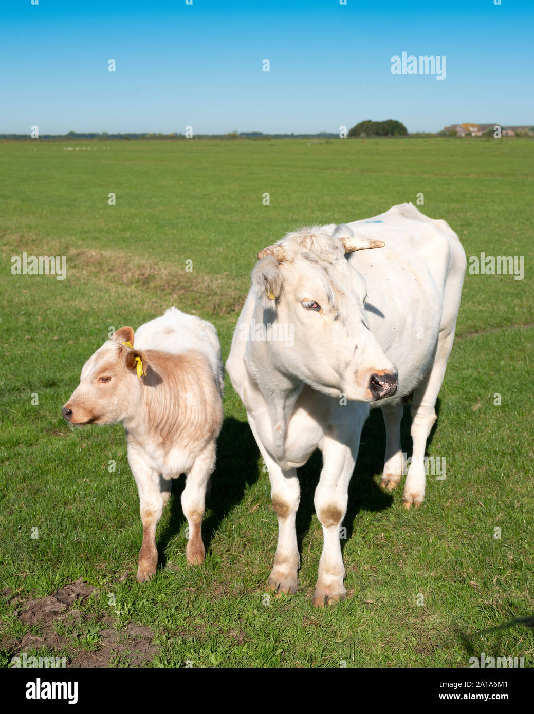 white cow and calf under blue sky in green grassy dutch meadow Stock Photo