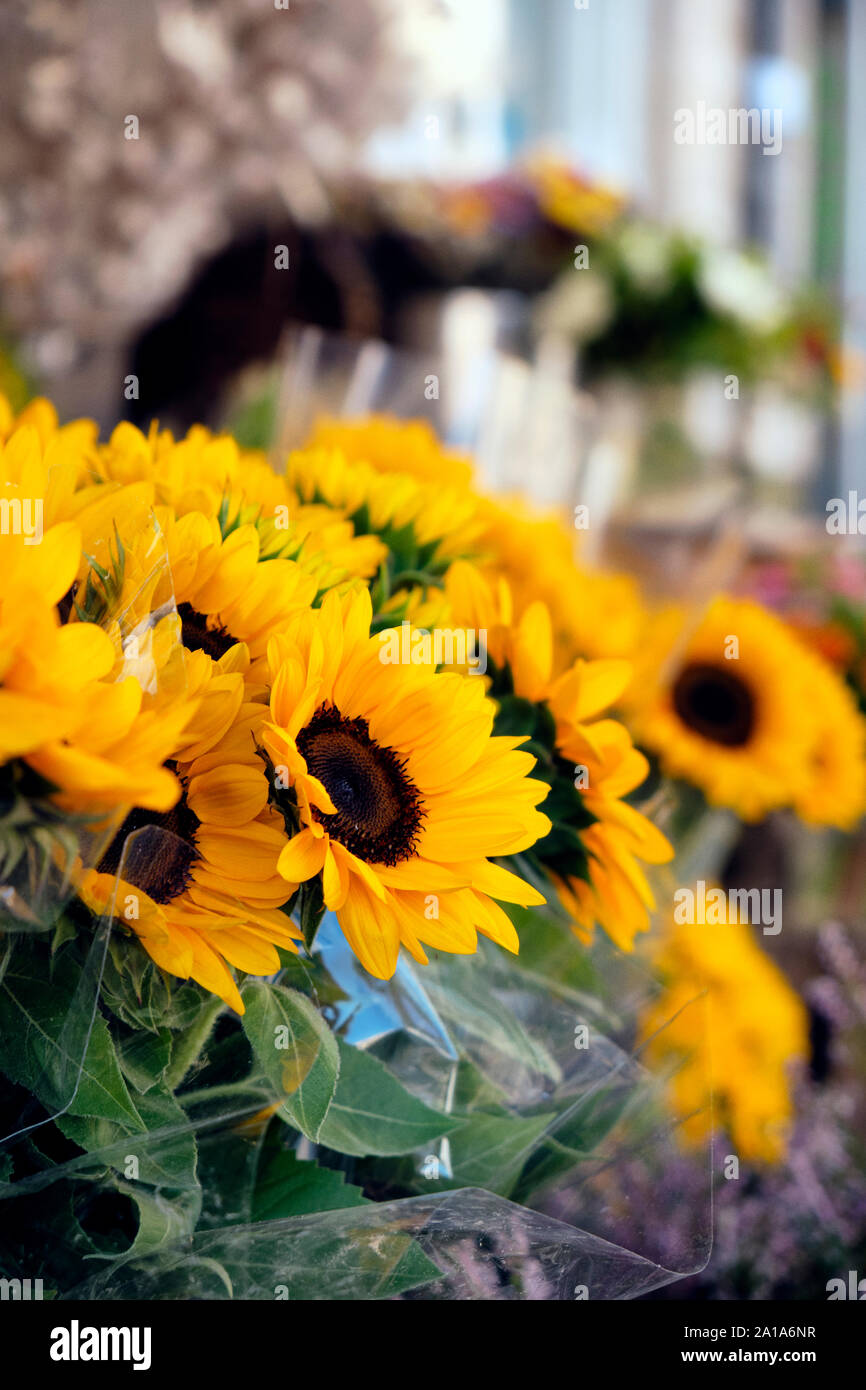 Sunflowers for valentines day hires stock photography and images Alamy