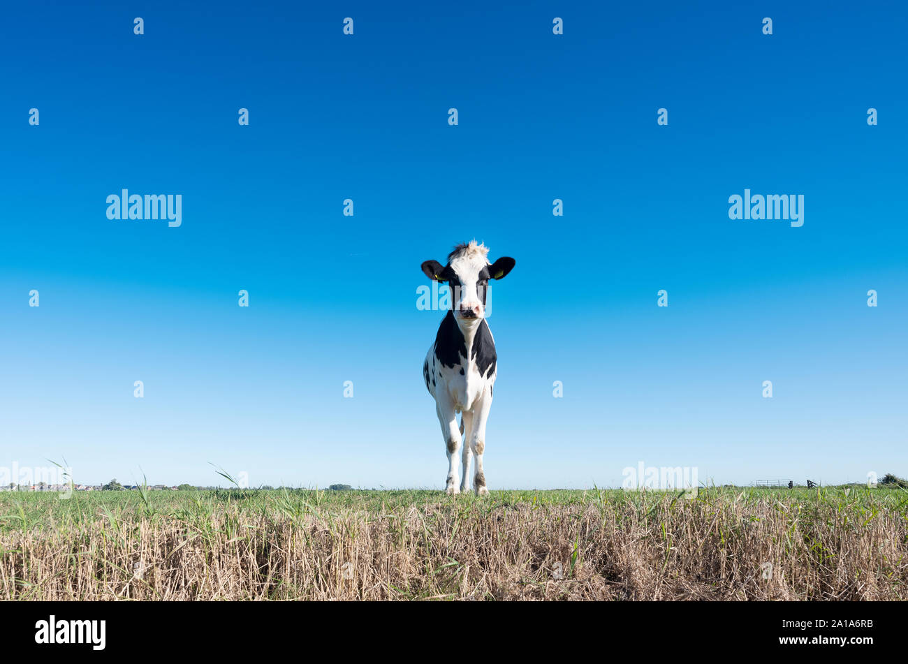black and white calf in green meadow under blue sky in holland Stock Photo