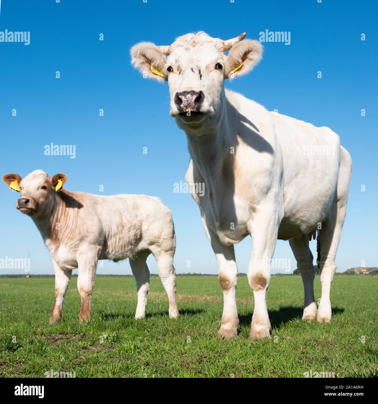 white cow and calf under blue sky in green grassy dutch meadow Stock Photo