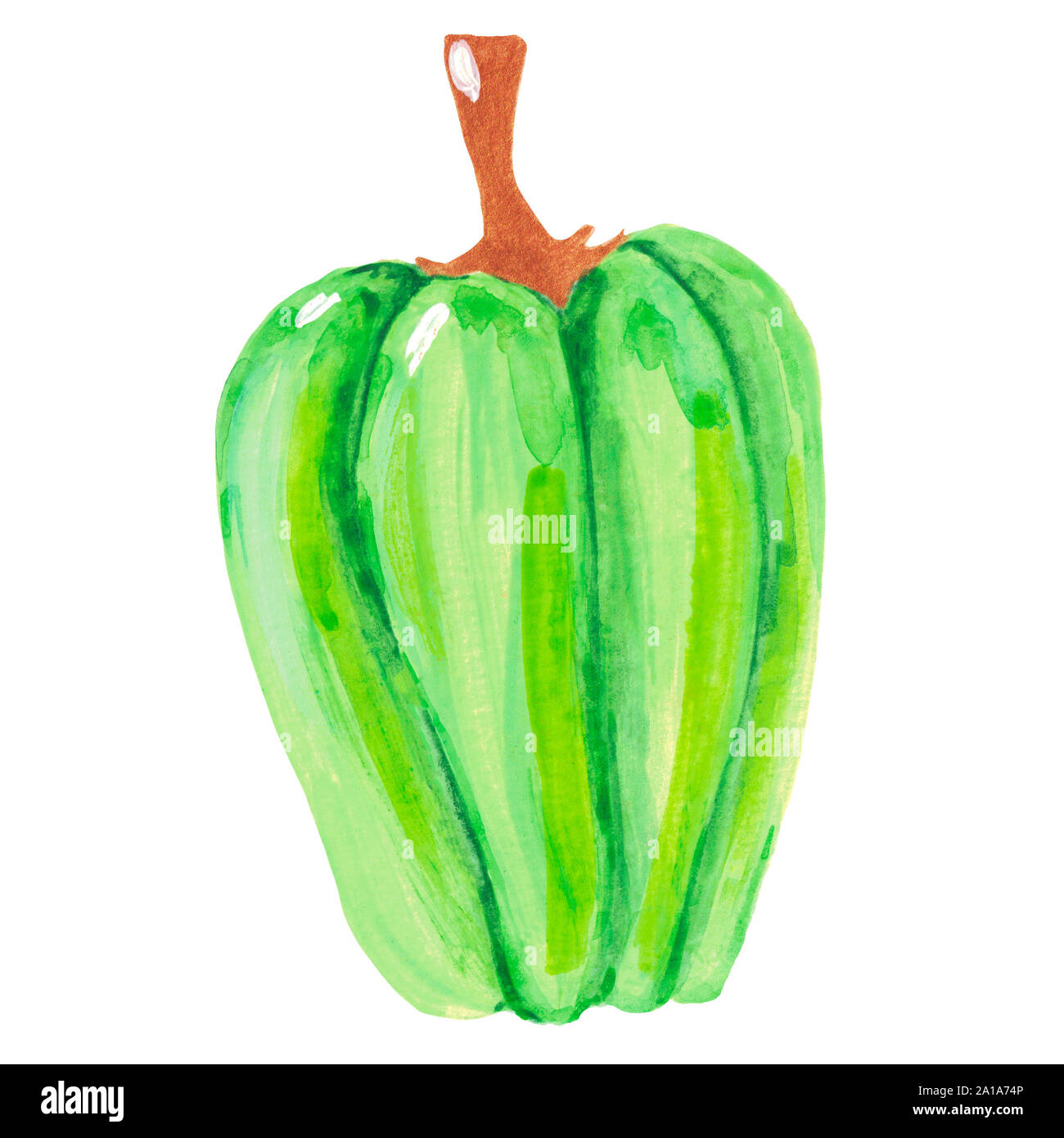 Watercolor illustration of a sweet green pepper on a white background. Vegetable hand painted Stock Photo
