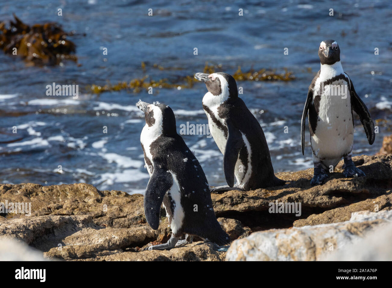 Endangered African Penguins (Spheniscus demersus), Stony Point Nature Reserve, Betty's Bay, South Africa, Adults moulting on rocks Stock Photo