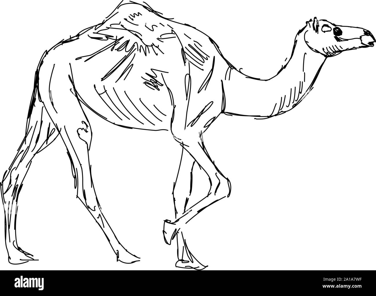 Camel drawing, illustration, vector on white background Stock ...