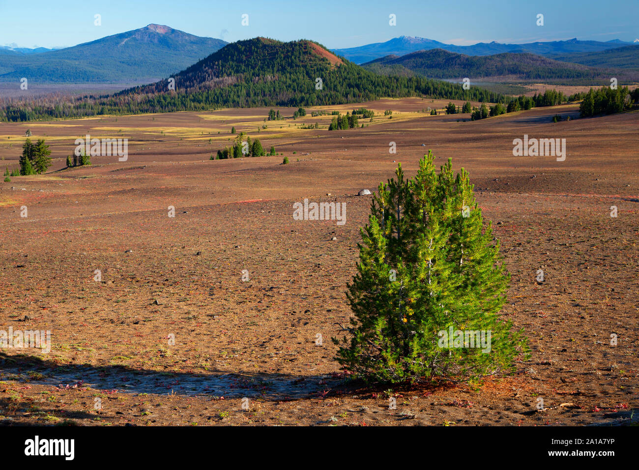 Meadow from Merriam Point, Crater Lake National Park, Volcano Legacy