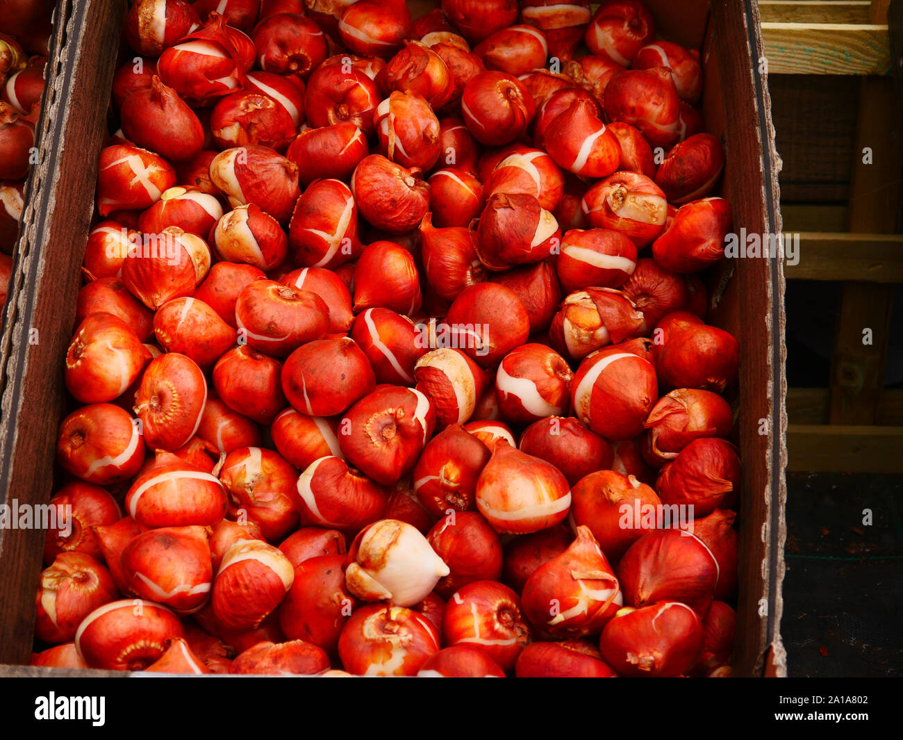 Tulip bulbs in a box Stock Photo Alamy