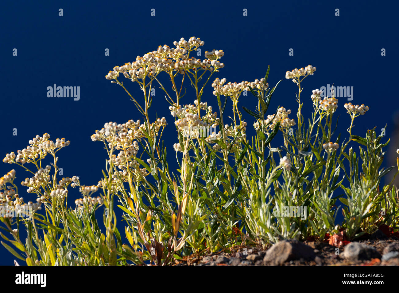 Pearly everlasting, Crater Lake National Park, Volcano Legacy National Scenic Byway, Oregon Stock Photo