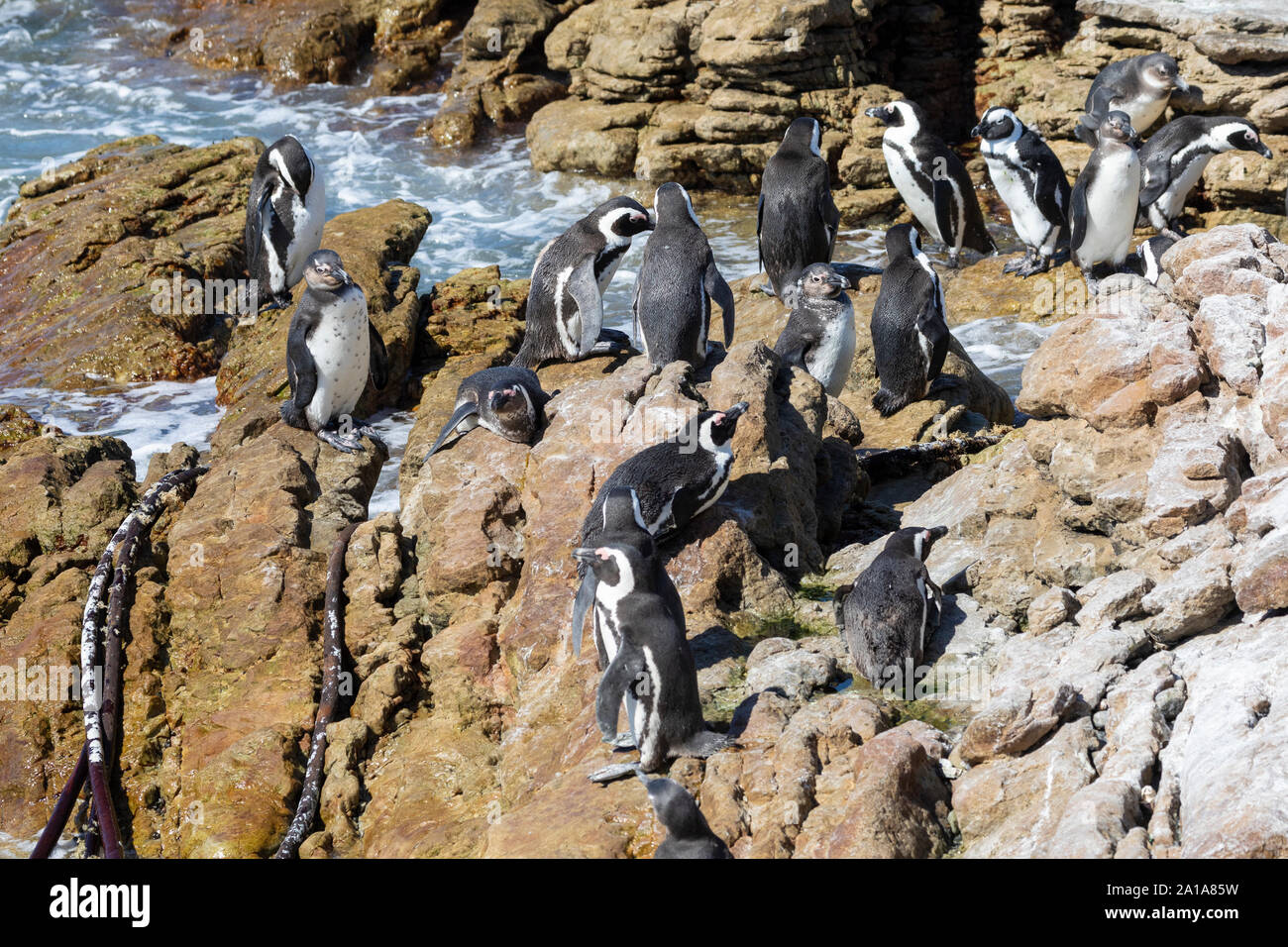 Endangered African Penguins (Spheniscus demersus), Stony Point Nature Reserve, Betty's Bay, South Africa. Breeding colony adults juveniles Stock Photo