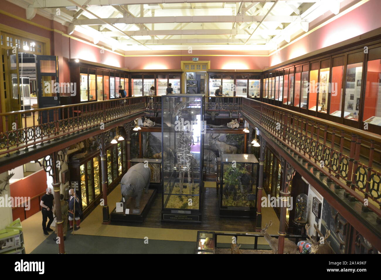 View from the Mezzanine, looking down on the Victorian Natural History Gallery inside Ipswich Museum, Ipswich, Suffolk, UK. Stock Photo