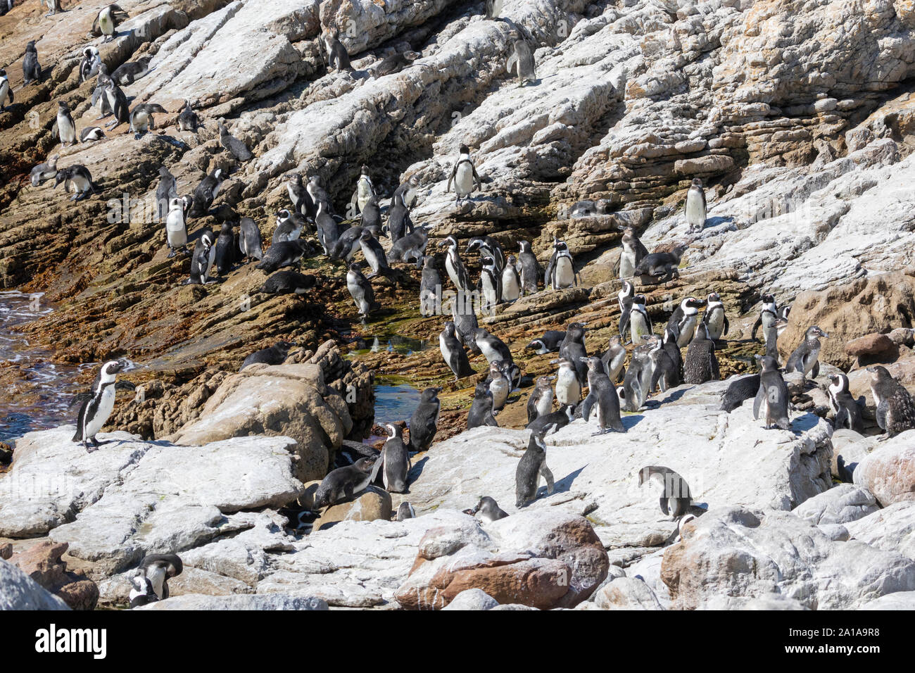 Endangered African Penguins (Spheniscus demersus), Stony Point Nature Reserve, Betty's Bay, South Africa, breeding colony adults and juveniles on guan Stock Photo