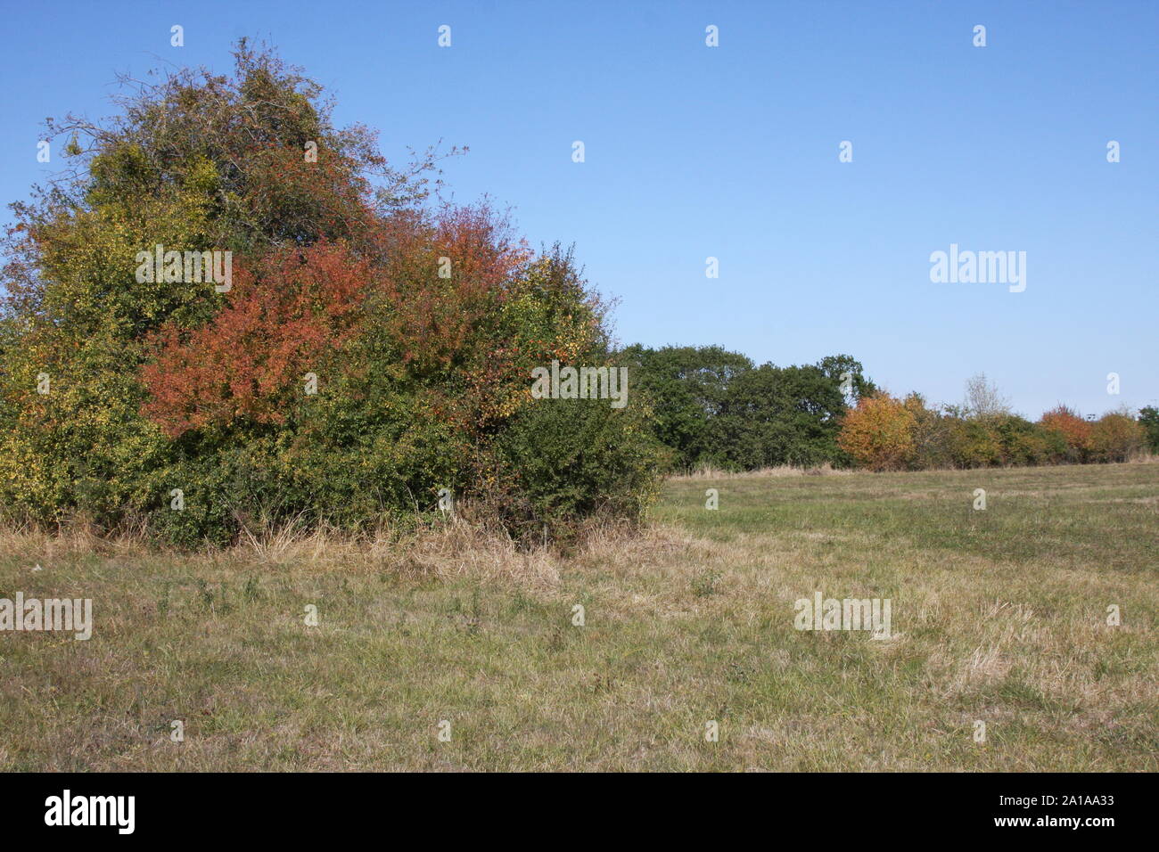 A hedge changing colours in autumn Stock Photo