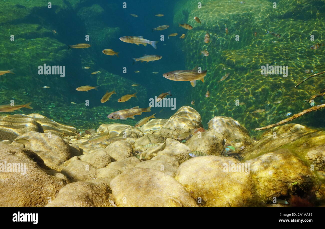 Several freshwater fish underwater in a rocky river, Spain, La Muga, Alt Emporda, Catalonia Stock Photo