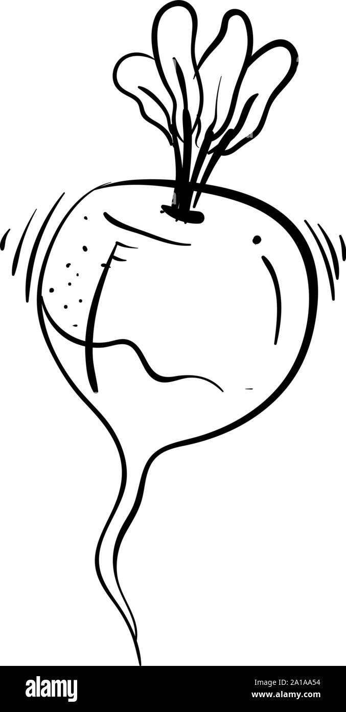 Radish drawing, illustration, vector on white background Stock Vector