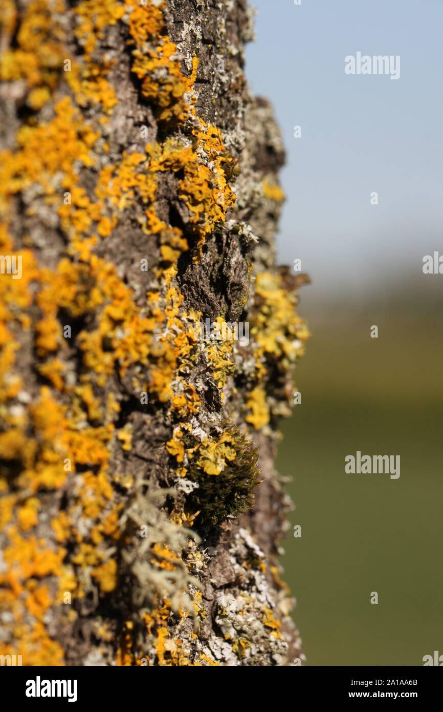 Yellow Lichen on a Tree Trunk, in and out of focus Stock Photo