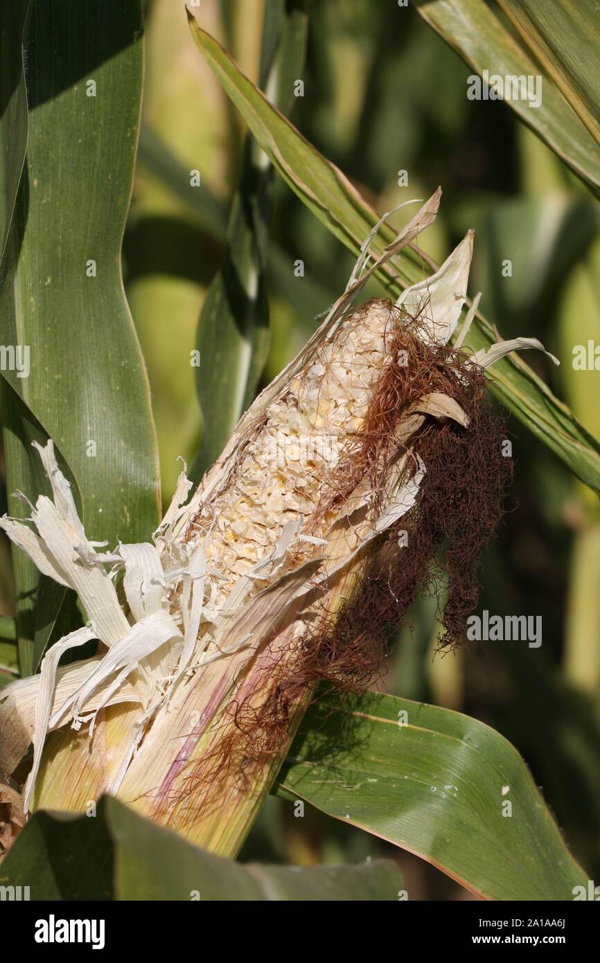 A Maize Plant Ripening in Early Autumn Stock Photo
