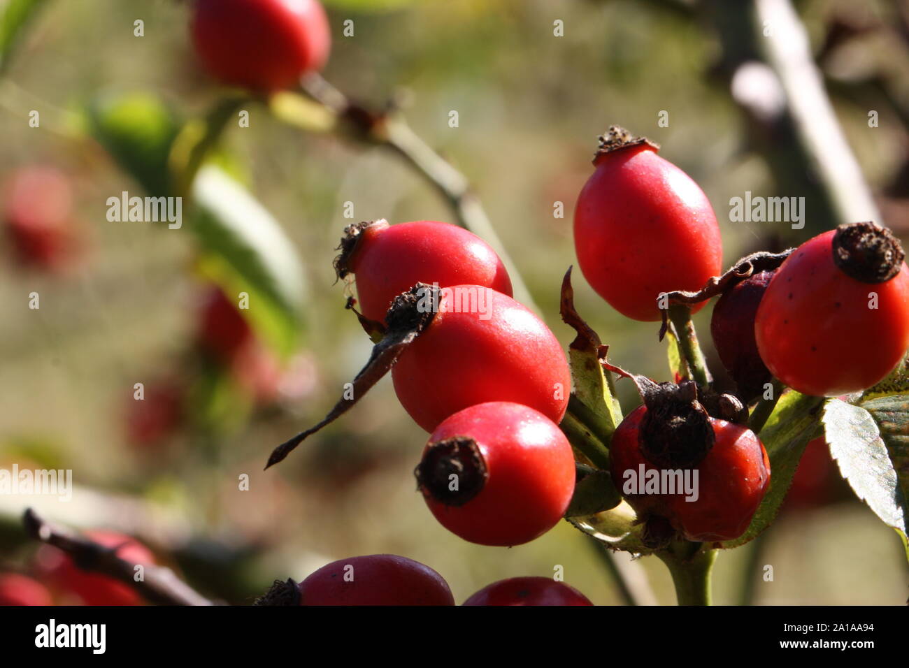 Rose hips ripening in early autumn sunshine Stock Photo