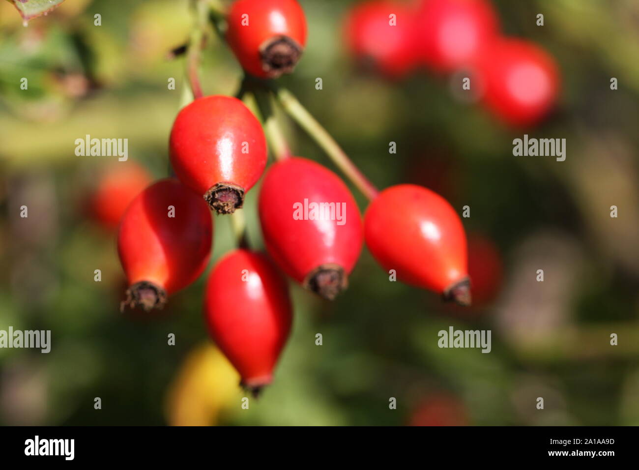 Blurred rosehips ripening in early autumn sunshine Stock Photo