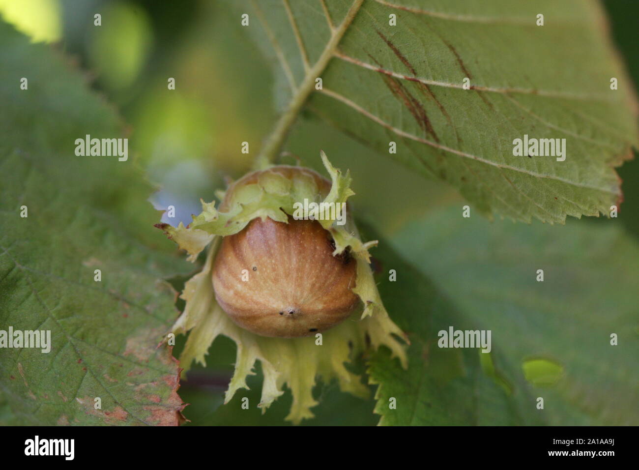 A hazelnut ripening  between tree leaves in autumn Stock Photo