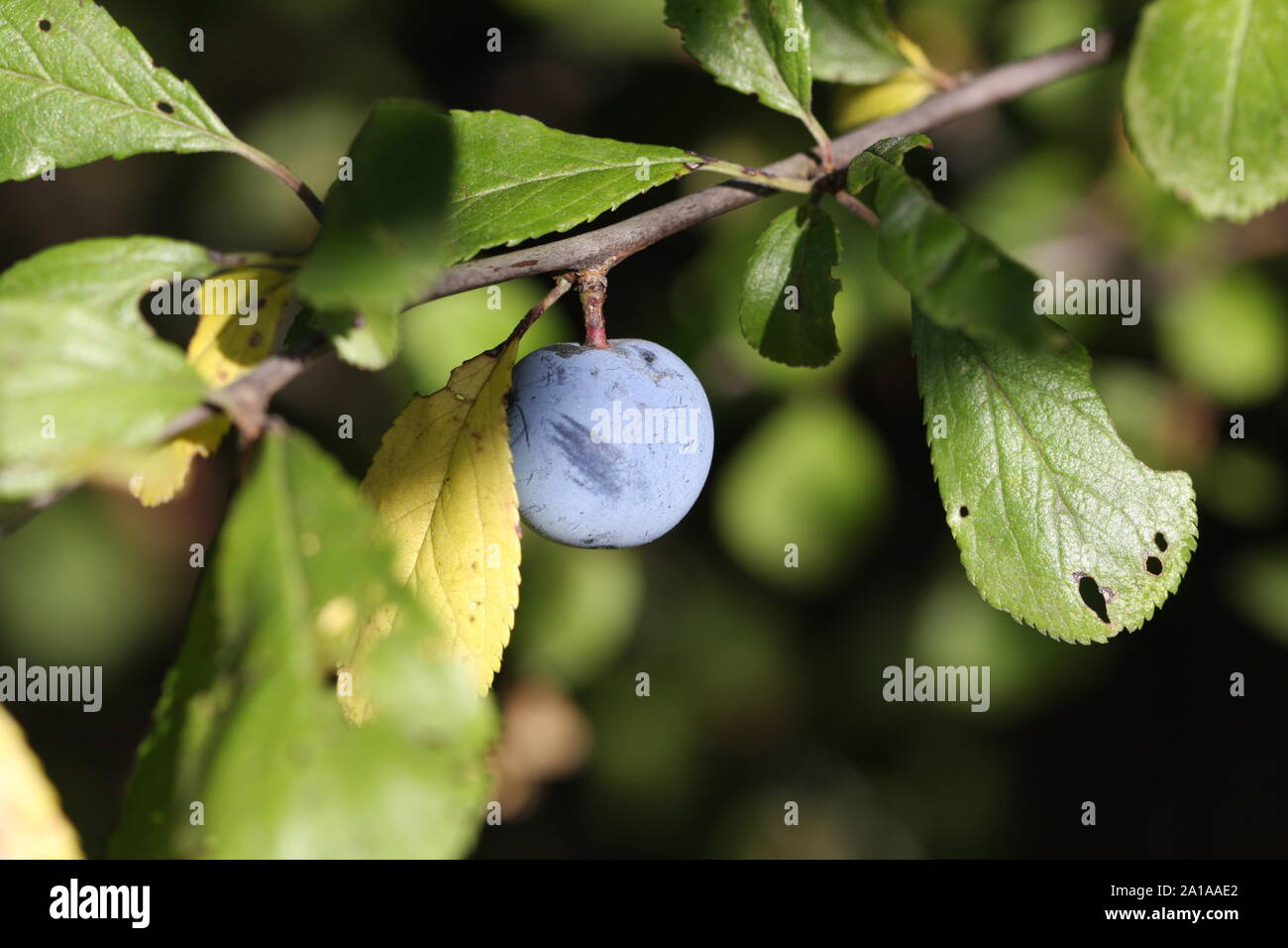 A slow or blackthorn berry between leaves Stock Photo