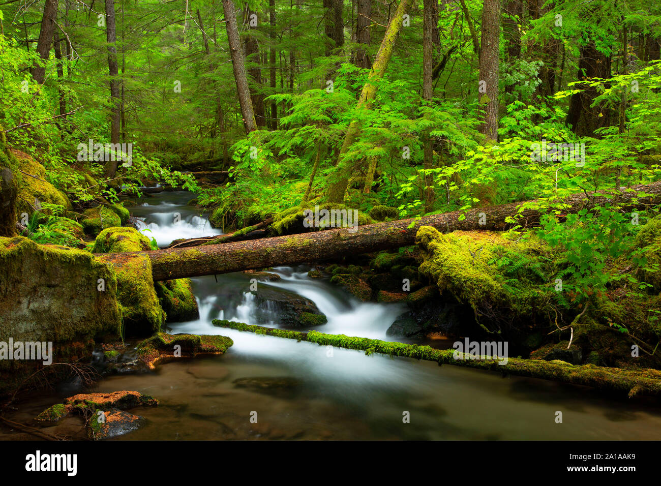 Mill Creek, Rogue Wild and Scenic River, Prospect State Scenic