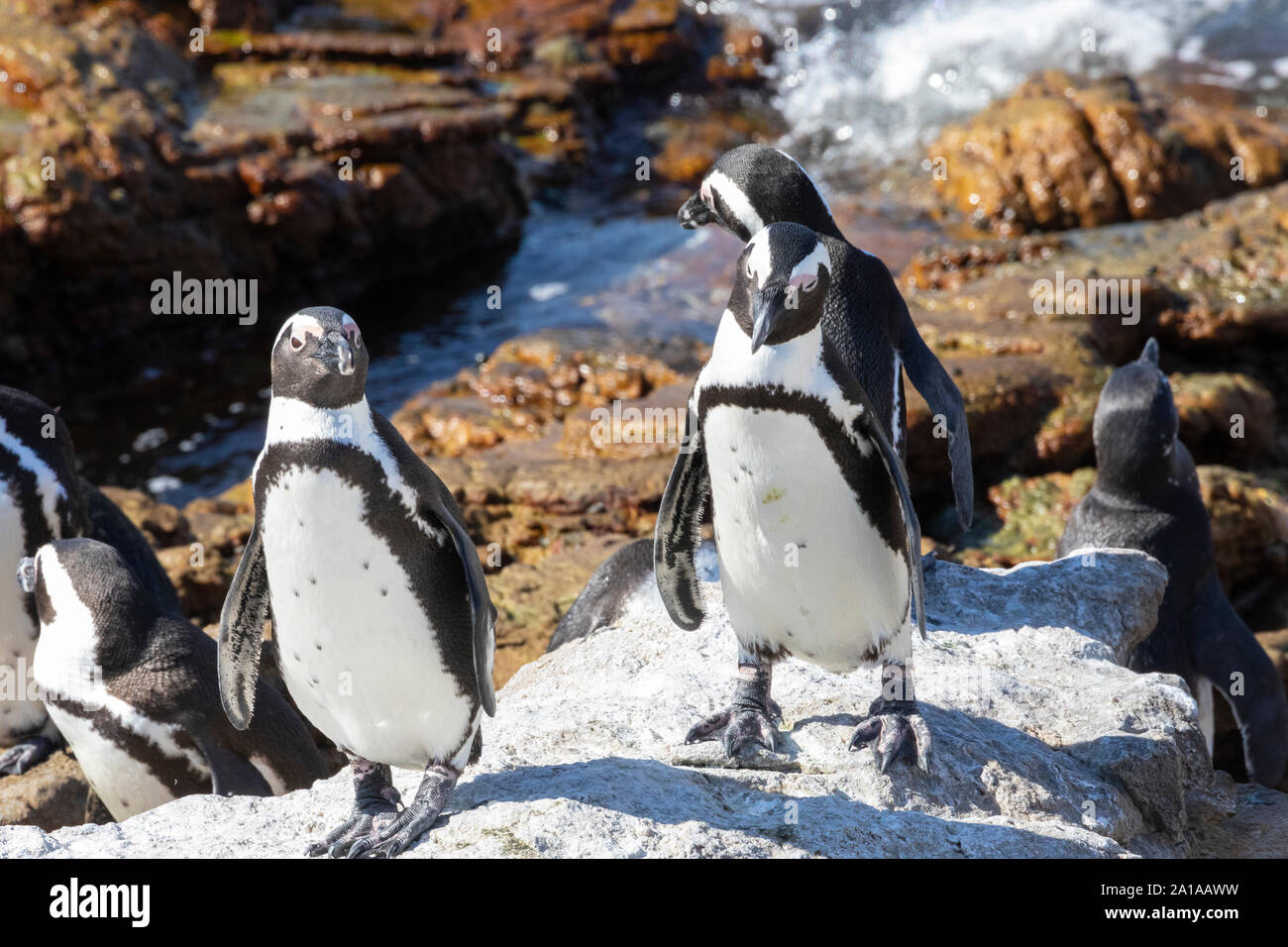 Endangered African Penguins (Spheniscus demersus), Stony Point Nature Reserve, Betty's Bay, South Africa Stock Photo