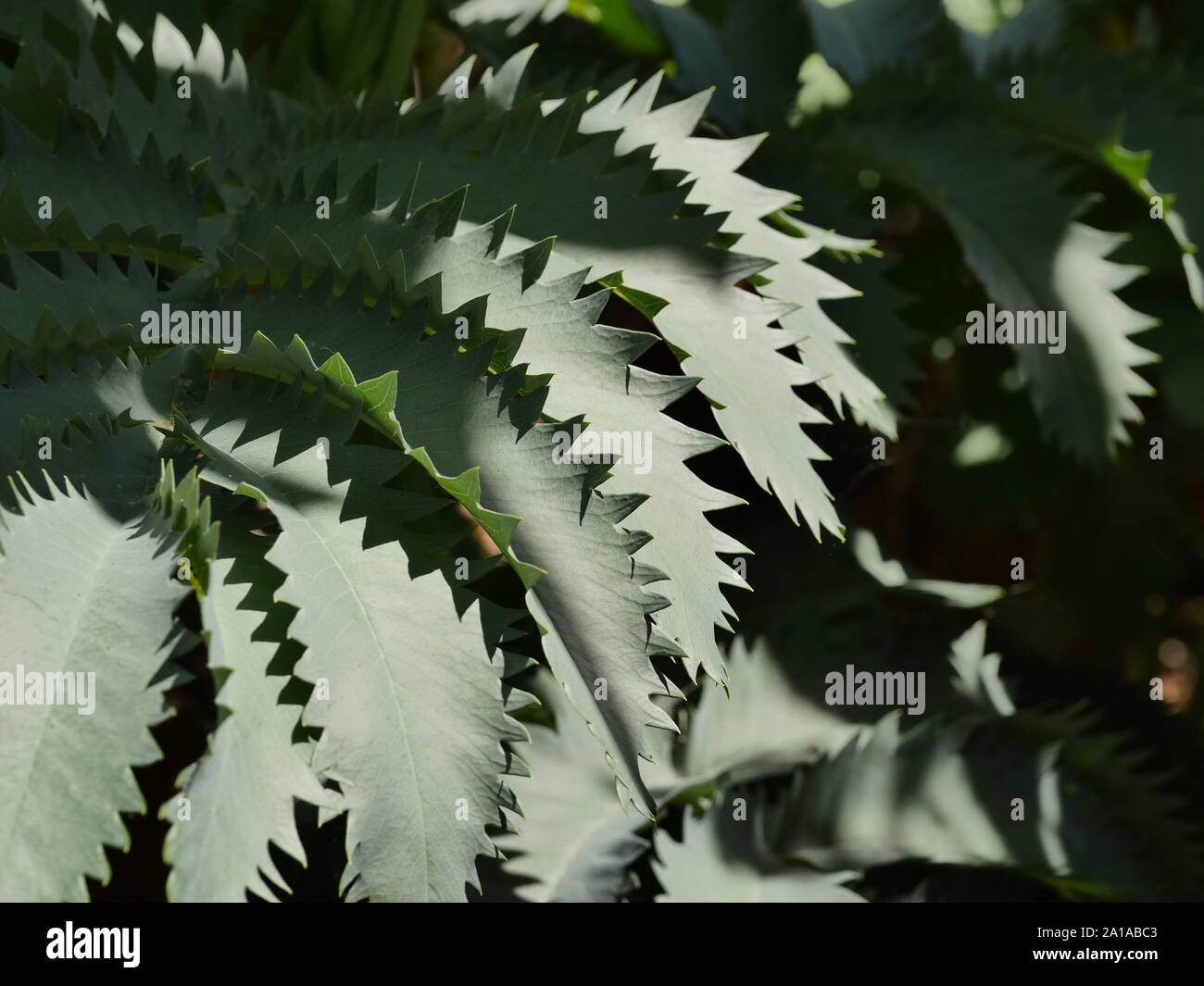 Melianthus major, Honey shrub, close up of leaves Stock Photo