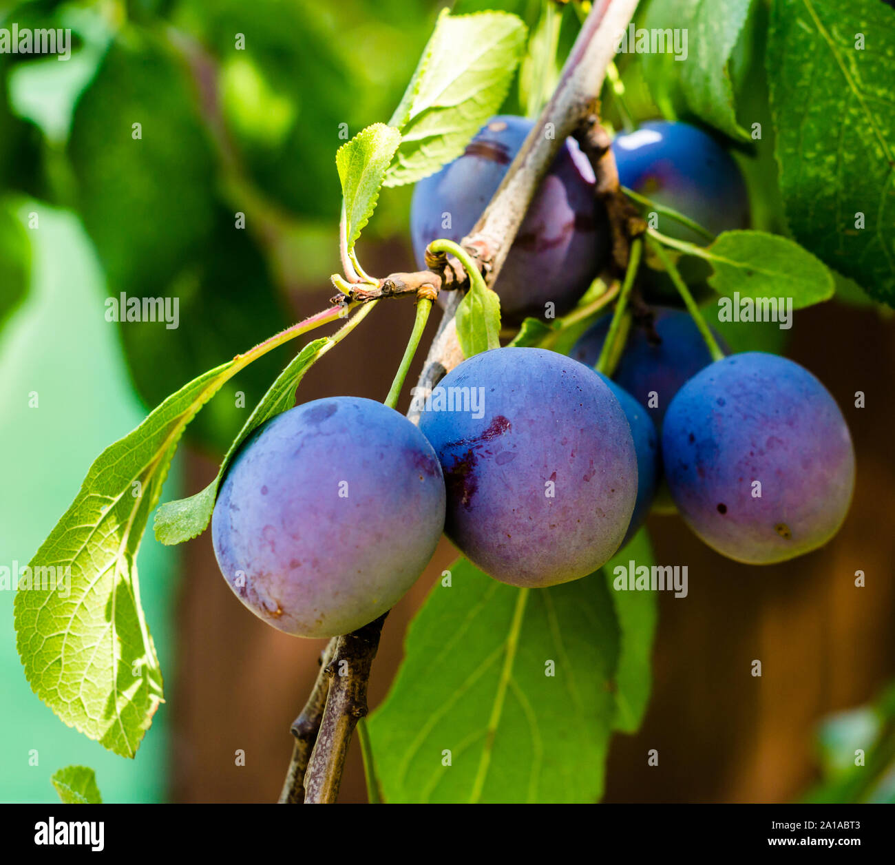 blue fruits of blue plum on a branch with green leaves closeup Stock