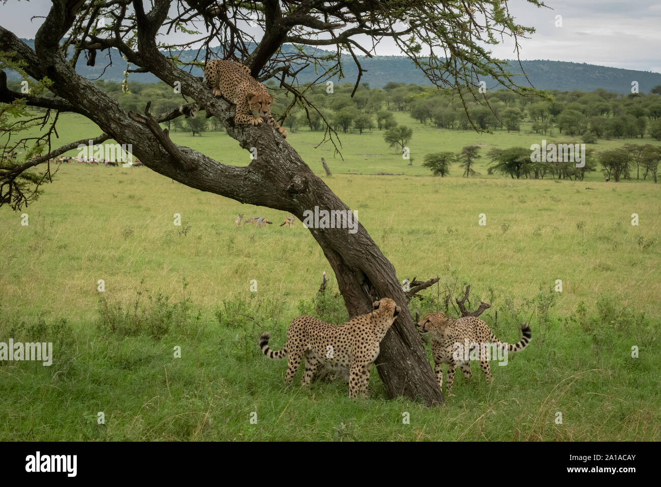 Cheetah looks down from tree at brothers Stock Photo - Alamy