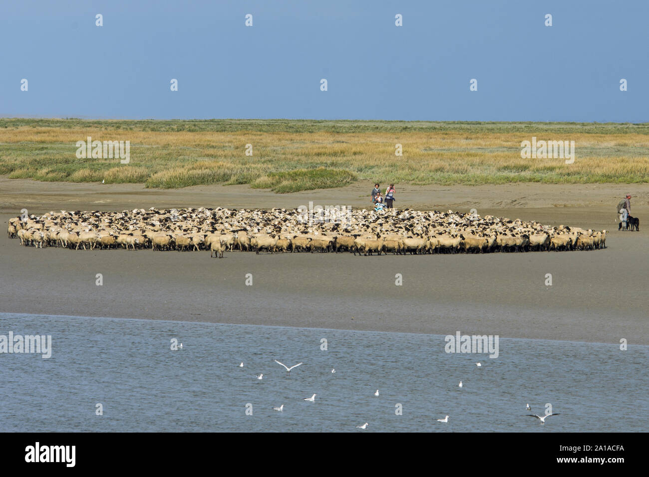 Les moutons de près salés de la baie de Somme, au bord du cheal d’accès à la mer. Stock Photo