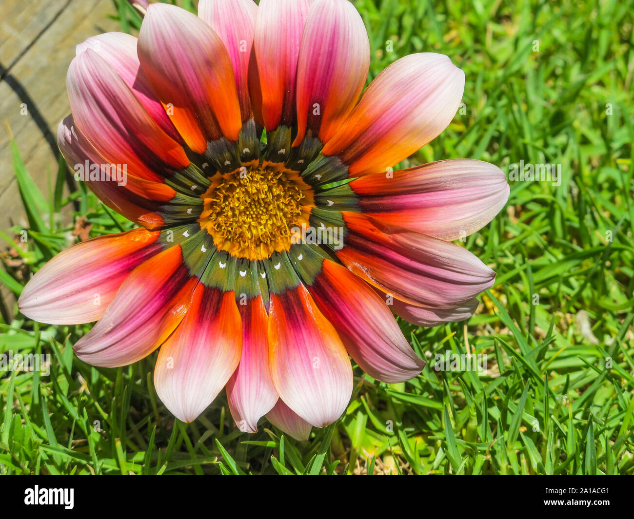 close up or macro shot of a beautiful colourful pink orange Gazania or African daisy flower head drooping onto grass during Summer in nature Stock Photo